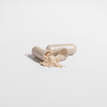 Cordyceps Mushroom - ShroomHealth